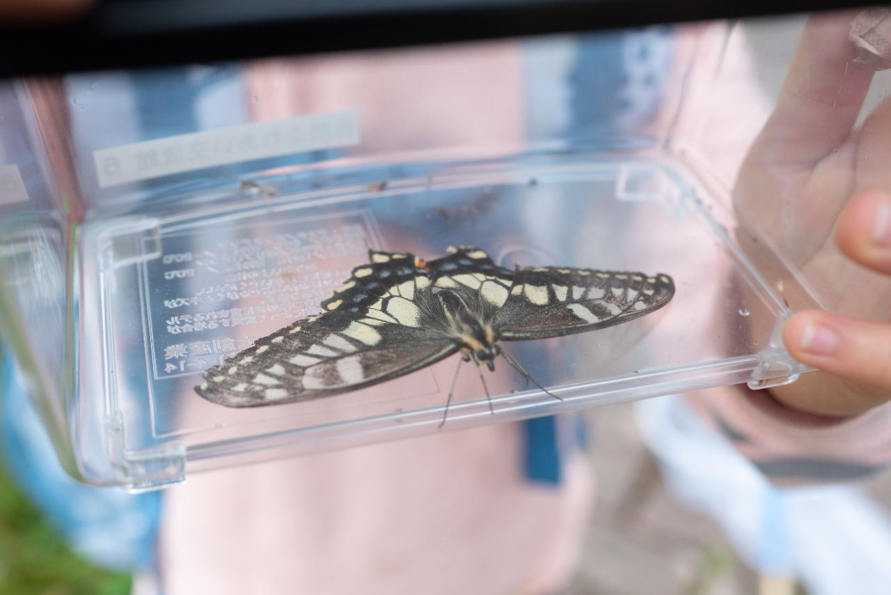 e.色鮮やかなチョウ　こどもに大人気でした